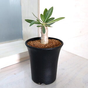 ϗtA/pL|fBEFɓnCubhij@3A