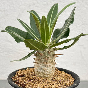 ϗtA/pL|fBEFJN`؃Xij@3A*