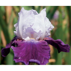 Ԃ̕c/W[}ACXFXm[}Eh3.5|bg