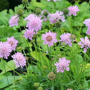 Ԃ̕c/XJrITFsNbVsN3.5|bg