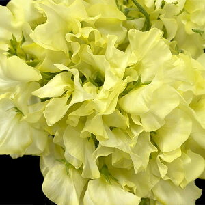 Ԃ̕c/XC[gs[FCG[iNo.1j3|bg 6Zbg