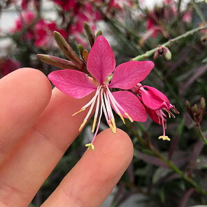 Ԃ̕c/KE Fps[W3|bg 6Zbg