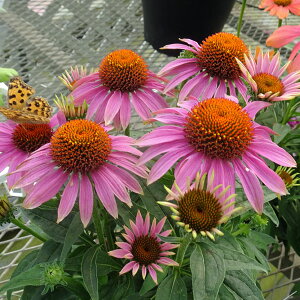 Ԃ̕c/GLiZAFv[[Xv_[3.5|bg