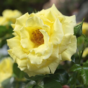 o̕c/[]i킯joFGo[S[hڎd6|bg