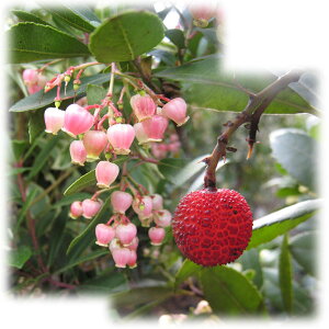 花木 庭木の苗/ヒメイチゴノキ：赤花　樹高1m