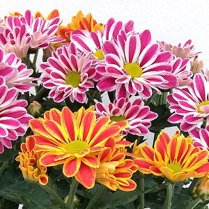 i킯j|bg}iejFA[eBXeBbNA[~2F5A