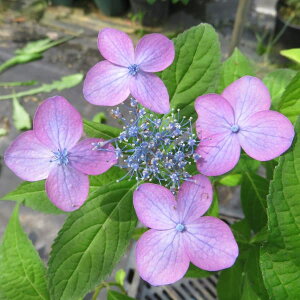 Ԗ ؂̕c/}AWTCFCjWiɗ\j4|bg