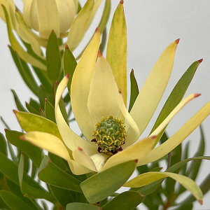 Ԗ ؂̕c/[JfhFN[fBCg 5A