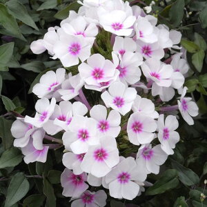 Ԃ̕c/htbNXFXCbciԐԖځj3|bg