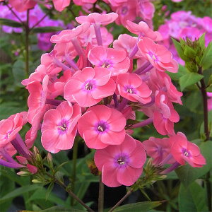 Ԃ̕c/htbNXFWjI[_XiIWj3|bg