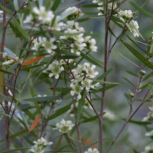 Ԗ ؂̕c/vgXy} Vo[eB[c[ 5|bg