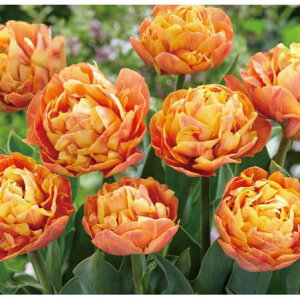 /`[bvFofBrA3iDEji炫j