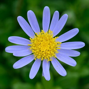 Ԃ̕c/u[f[W[itFVAjF׃VAiu[j3.5|bg