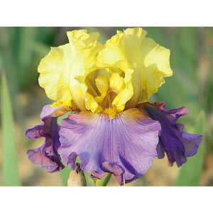 Ԃ̕c/W[}ACXFXV[J[3.5|bg