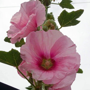 Ԃ̕c/AZAid炫^`AICjFfBAg[Y3|bg