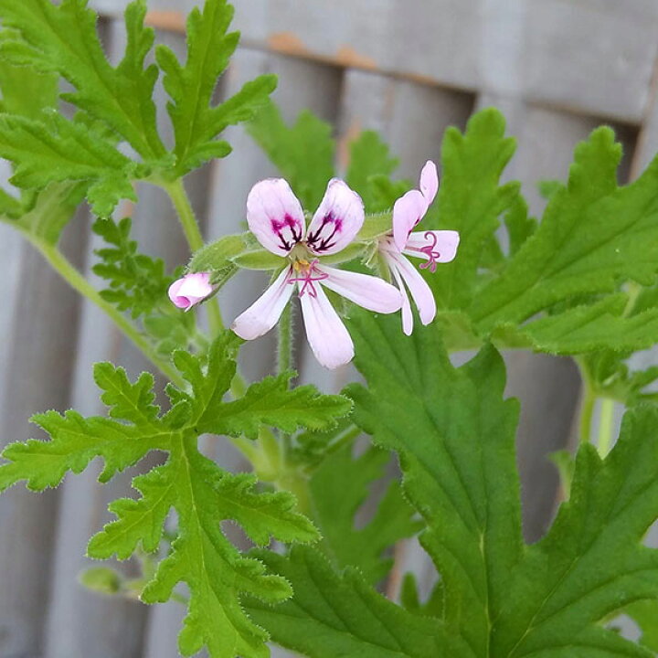 楽天市場 ハーブの苗 ニオイゼラニウム 蚊香龍 カコロン カーコロン 4号鉢植え 園芸ネット プラス
