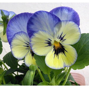 pW[F悭炭X~ \[_̎[TJ^@ԃ^l]