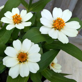 草花の苗/ジニア プロフュージョン（一重）：ホワイト3～3.5号ポット 12株セット