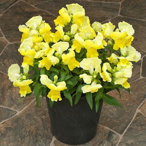 Ԃ̕c/LM\Ei킢EjF|bvAbvECG[3|bg