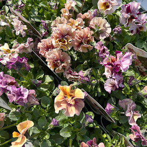 Ԃ̕c/RNVrIF}[u3.5|bg 6Zbg