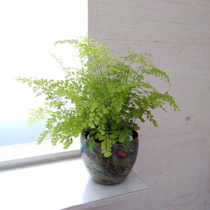 アジアンタム 観葉植物 観葉植物の人気商品 通販 価格比較 価格 Com