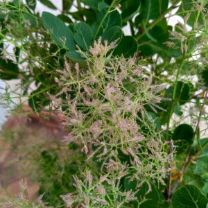 Ԗ ؂̕c/X[Nc[FO[{[ 6A