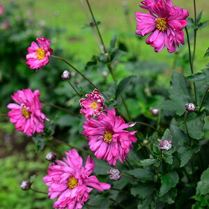 Ԃ̕c/[]VECMNiHejFԉԁiZԁjd3|bg24Zbg