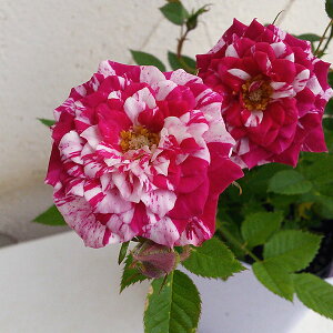 o̕c/~joFi炫[u3.5|bg