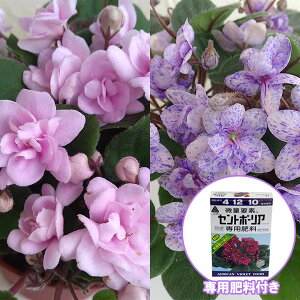 Zg|[AFgC3.5|bg2iZbgip엿tj