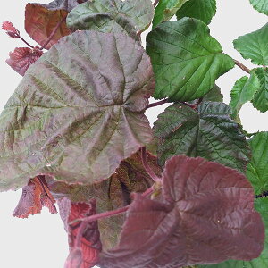 Ԗ ؂̕c/mnVo~Fbh}WFXeBbN 6|bg