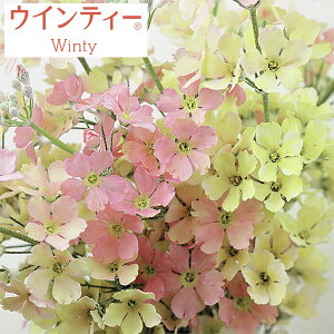 Ԃ̕c/TN\EFECeB[s[`3.5|bg 12Zbg