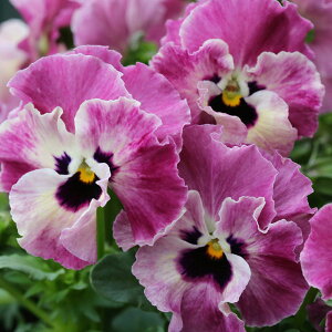 Ԃ̕c/MSKK[fփtWrIFA[k[{[t[YsN3|bg 6Zbg