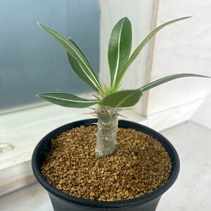 ϗtA/pL|fBEFX[c ij 3