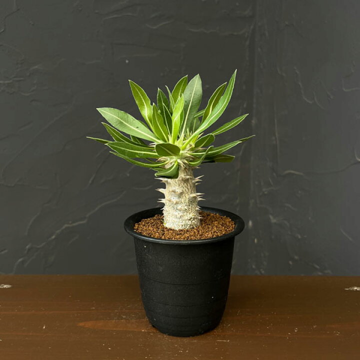 楽天市場】観葉植物/[アーリーサマーセール]パキポディウム 