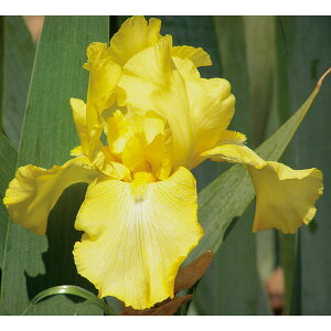 Ԃ̕c/W[}ACXFCG[3.5|bg