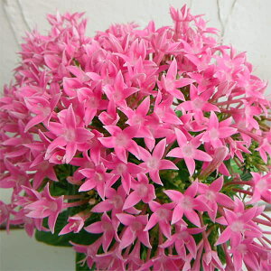 Ԃ̕c/i킯jy^XFOtBeB@sN3.5|bg