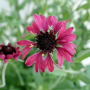 Ԃ̕c/KCfBAiVlejFO[vZZ[V3`3.5|bg 3Zbg