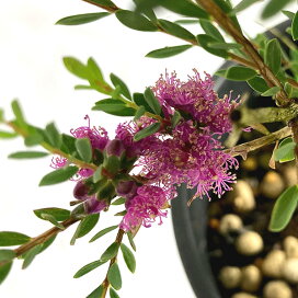 楽天市場 植物 花木 庭木の苗 オーストラリア花木 園芸ネット プラス