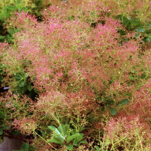 Ԗ ؂̕c/X[Nc[FxXgsN3|bg