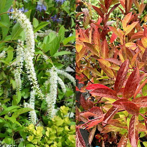 Ԗ ؂̕c/RomYCiFw[YK[lbg4.5|bg