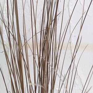 Ԃ̕c/JbNXFuLij[@bh[X^[5|bg