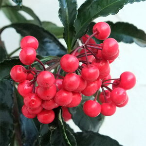 Ԗ ؂̕c/i}EjFD Ԏ 3-3.5|bgic؁j