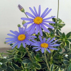 Ԃ̕c/u[f[W[Ft3-3.5|bg 2Zbg