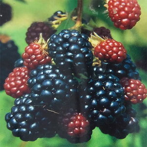 ʎ̕c/LC`Si؂jFubNx[@\[t[i\t[j3.5|bg