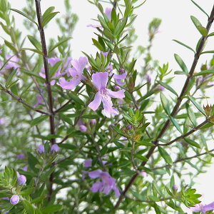 Ԗ ؂̕c/EGXgMAFu[WF6|bg