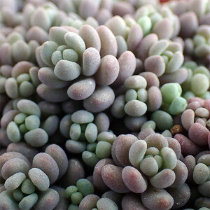 ϗtA/Z_F p[vwCY2|bg 6Zbg