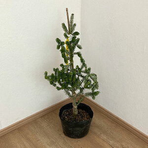 Ԗ ؂̕c/TCVEVxFI[A7|bg