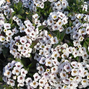 Ԃ̕c/AbTFzCgXg[3.5|bg