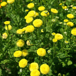 Ԃ̕c/}gJAEiCG[ENo1j3|bg