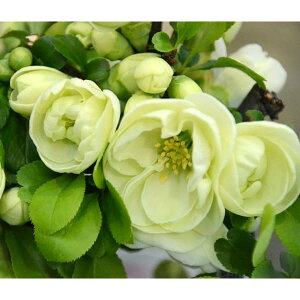 Ԗ ؂̕c/{Pi؉ZjF{aiLVfj3|bg